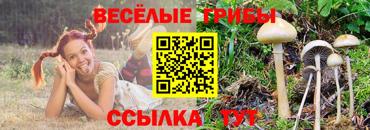 Шадринск  Галлюциногенные грибы Psilocybe  Вход с VPN 